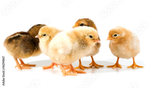 group of chicks on white background