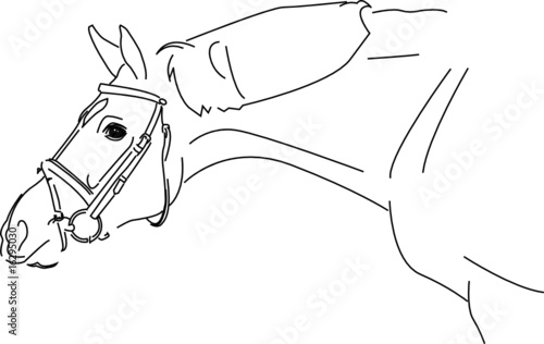 horse sketch vector