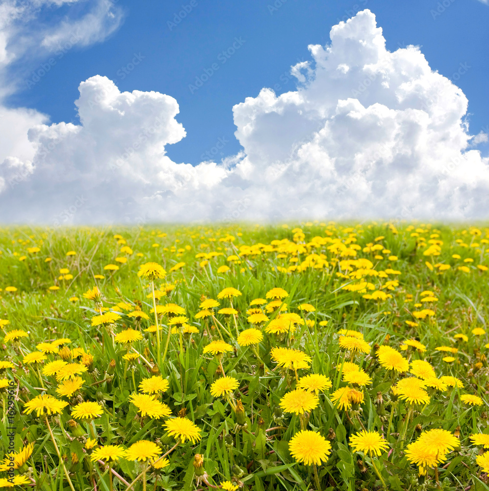 Yellow flowers field