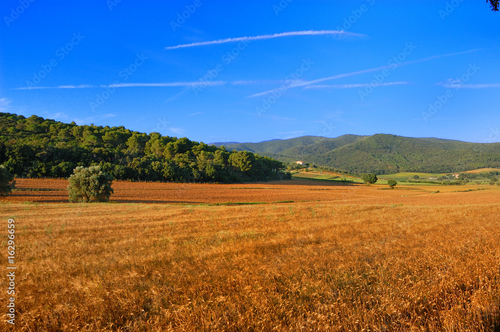 panoramic view of a wheat field