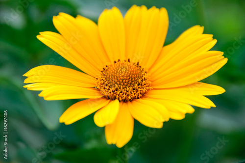 Beauty yellow-orange flower daisy on green background