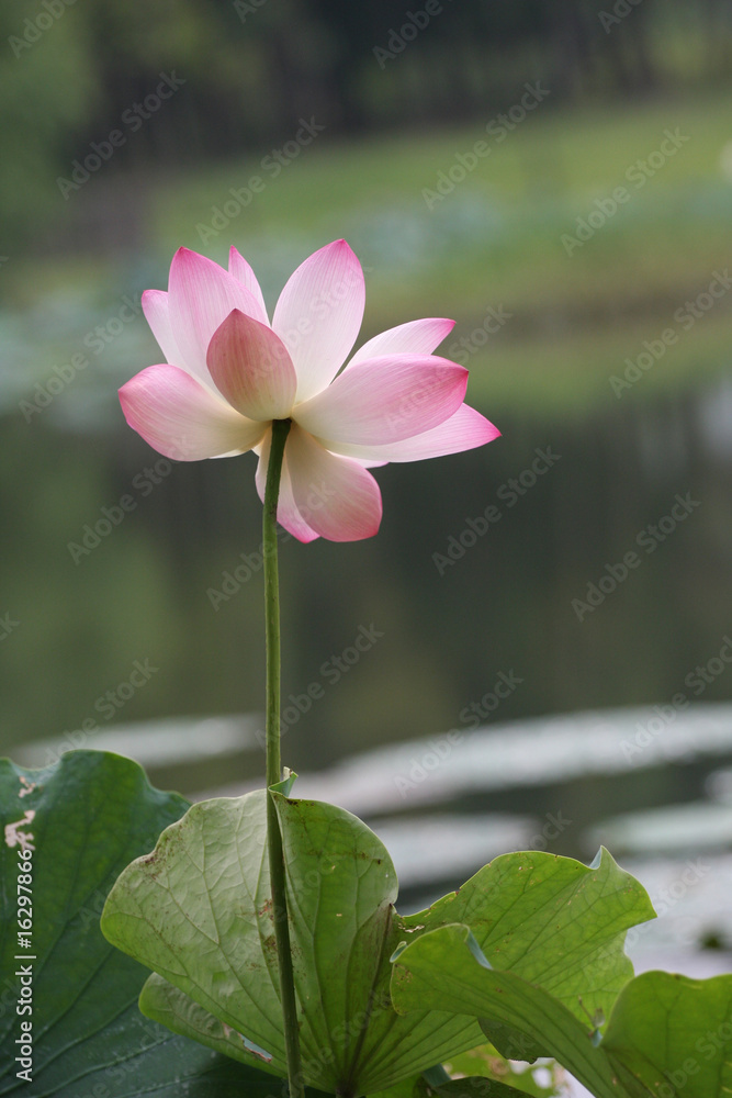 waterlily