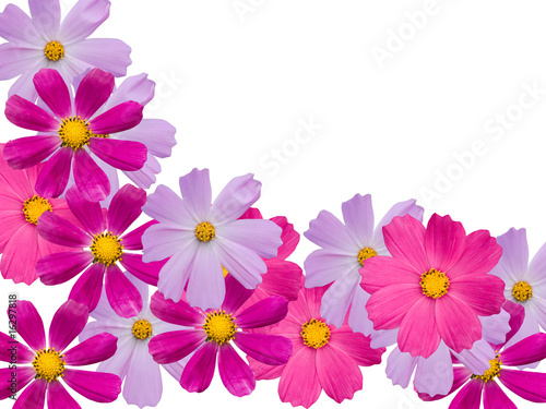 Camomile flowers decorative