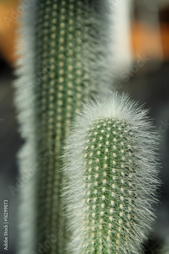 Chevleure de cactus