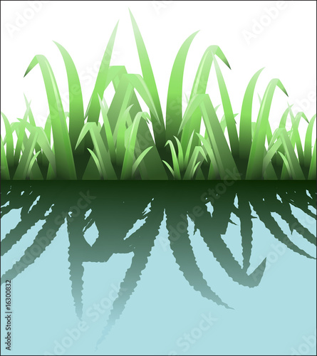 Green grass with reflection in water
