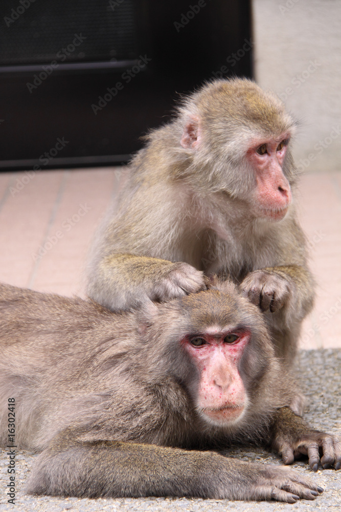 日本猿のじゃれあい