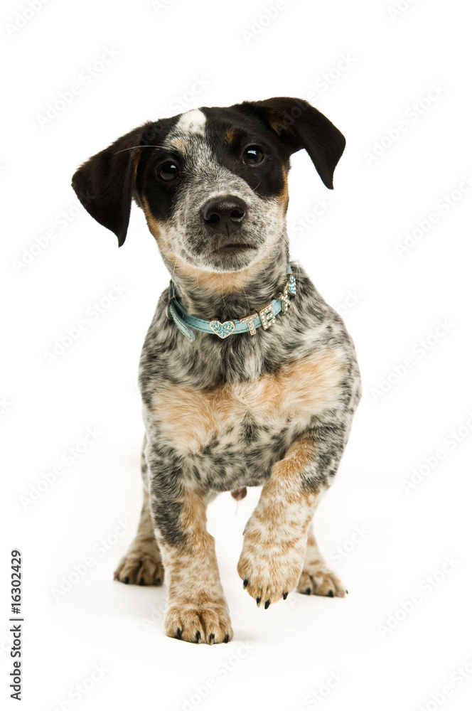 Terrier puppy isolated on a white background