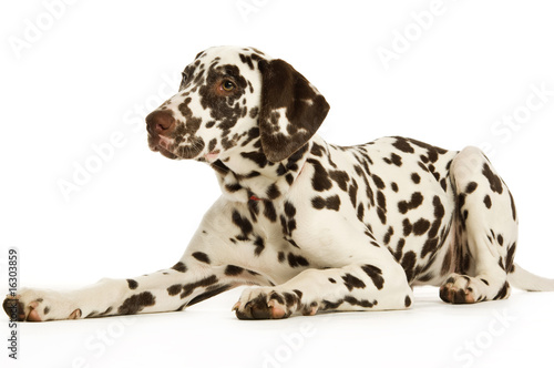 Wallpaper Mural Dalmatian Puppy isolated on a white background Torontodigital.ca