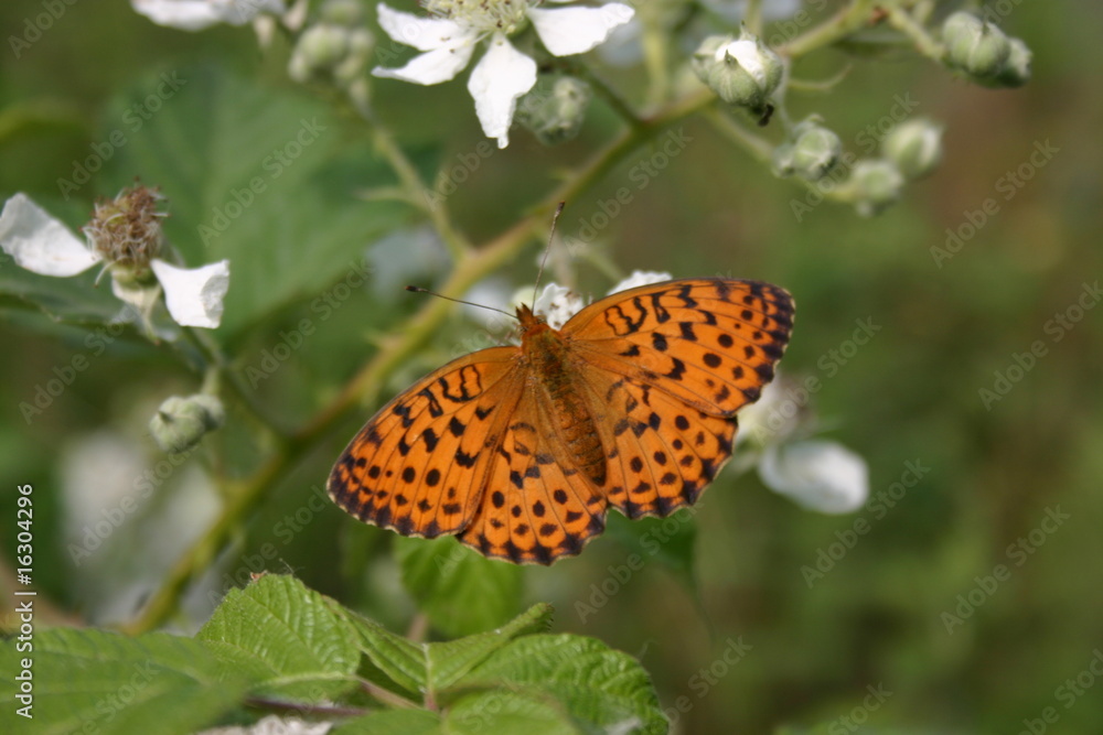 Obraz premium farfall