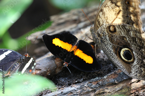 Catonephele Orites - Orange-banded Shoemaker (male) 04 photo
