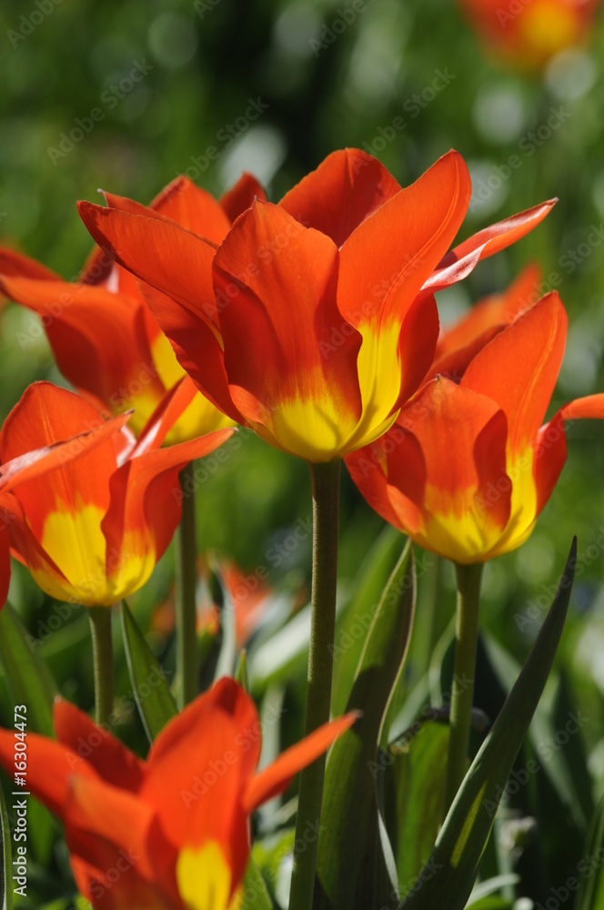 Tulpen Tulpen