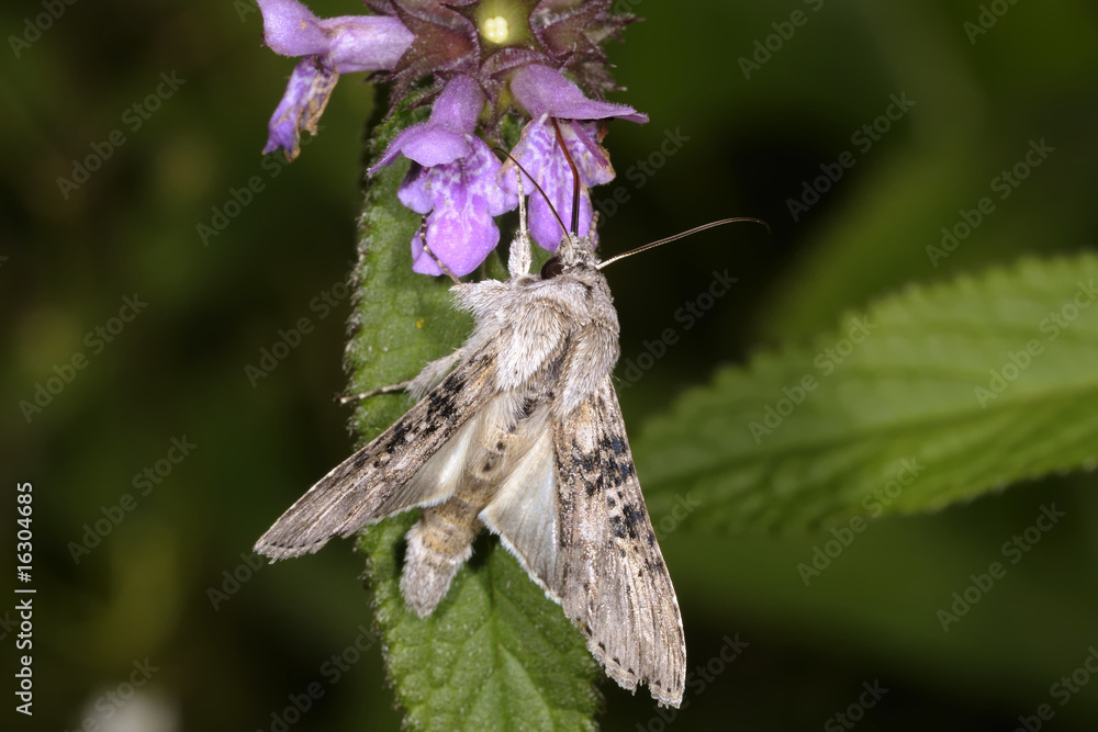 Obraz premium cucullia absinthii, wormwood