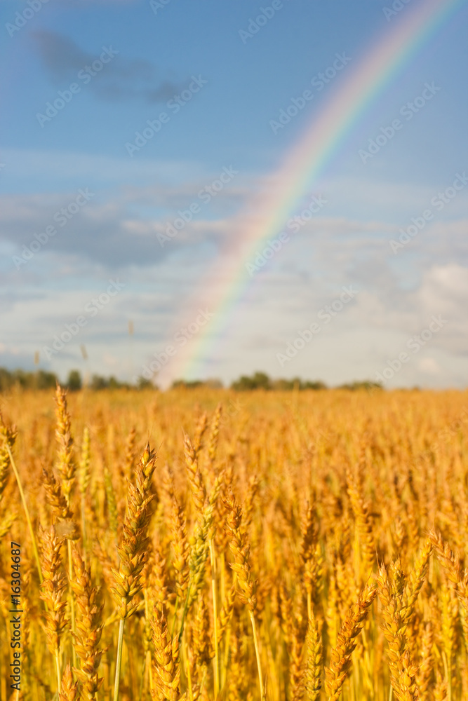 wheat field after rain with rainbow wheat field after rain with rainbow