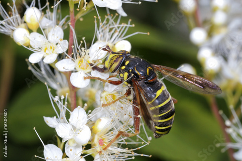 spilomyia longicornis photo