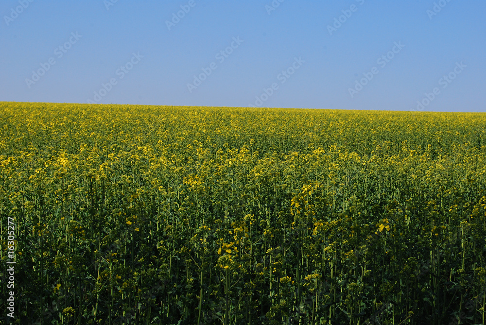 Rapsfeld Rapsfeld