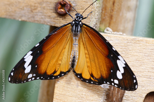 Danaus chrysippus - Plain Tiger 7 photo