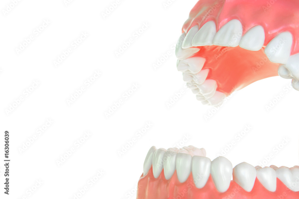 Obraz premium Gebiss 15