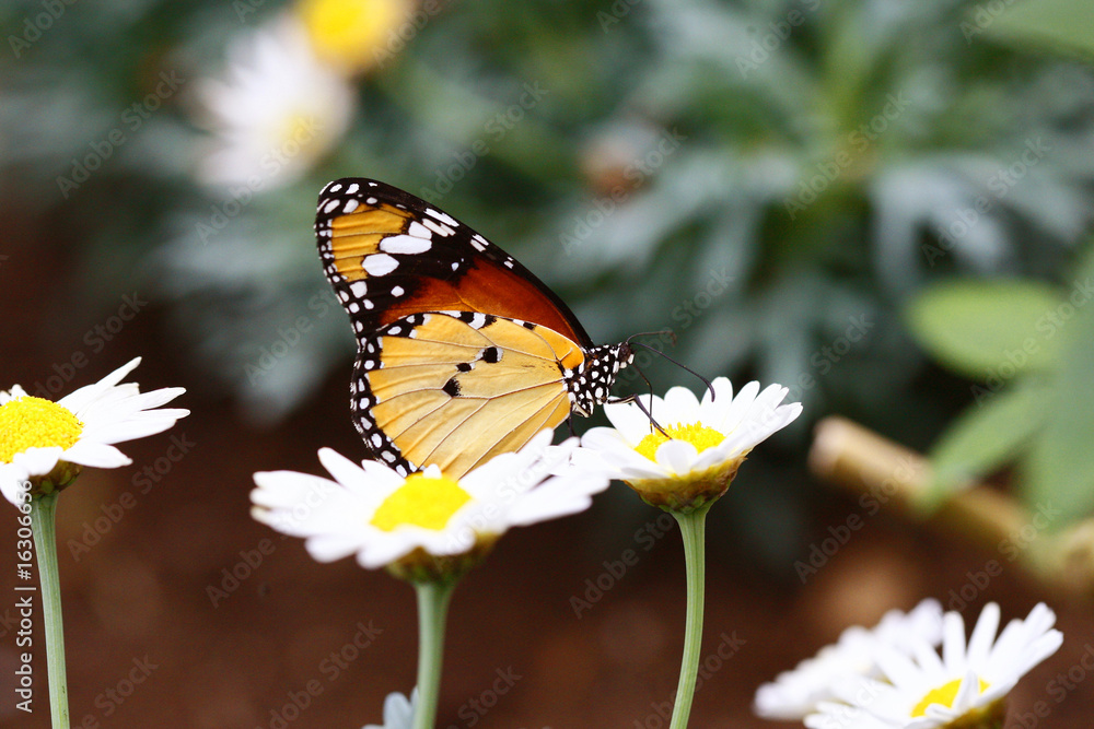 Danaus chrysippus - Plain Tiger 2 Danaus chrysippus - Plain Tiger 2