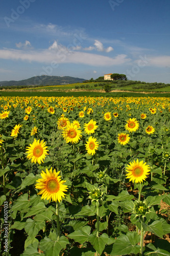 Sunflower field with a house