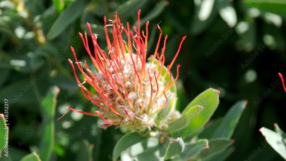 Young Overberg pincushion (Macro) with Red Tips Young Overberg pincushion (Macro) with Red Tips