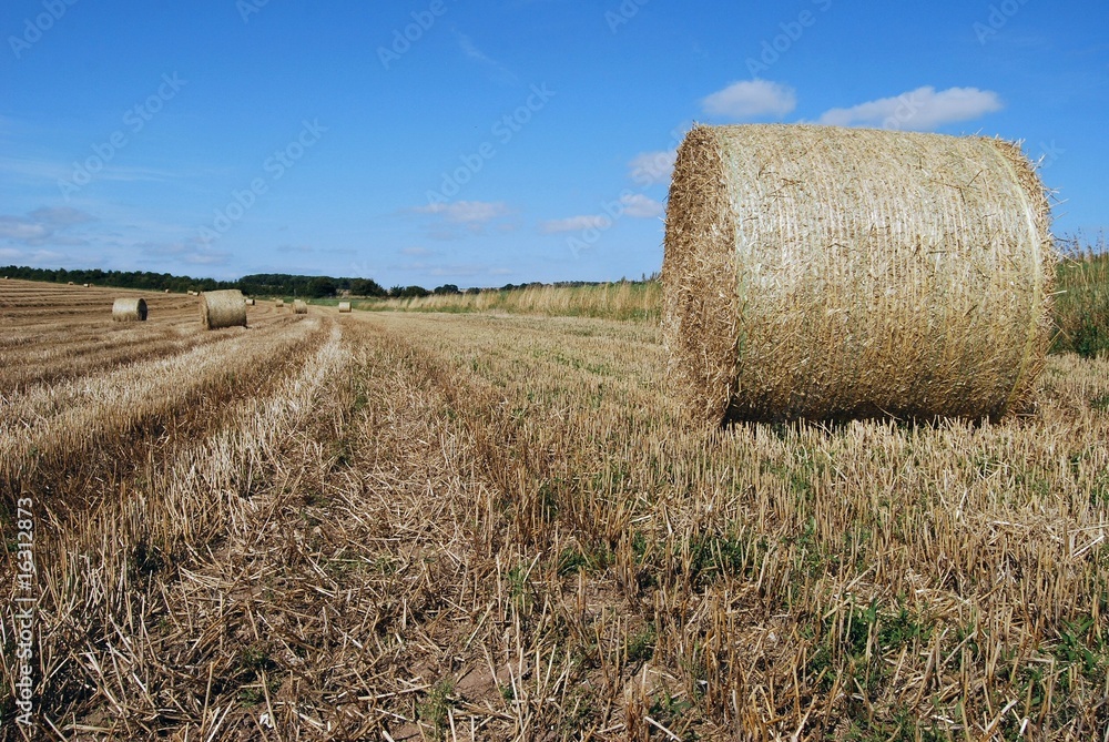 Low angle view of large field with straw bales