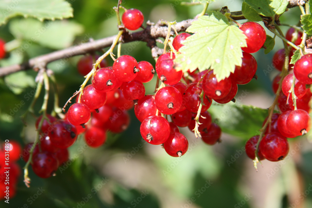 Banch of red currant Banch of red currant