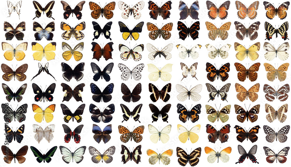 Fototapeta premium 80 butterflies
