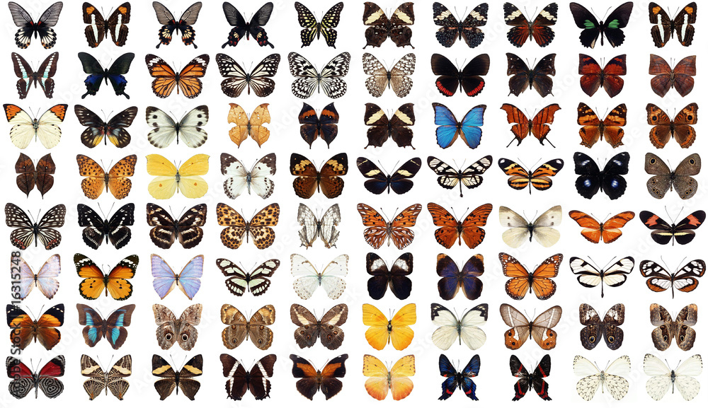 Fototapeta premium 80 butterflies