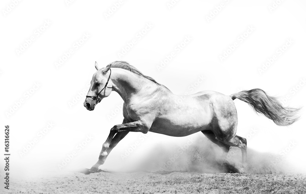 Obraz stallion in dust on white