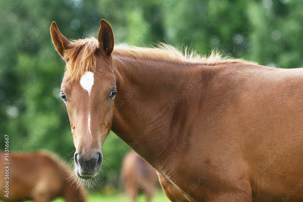 Obraz premium arab colt