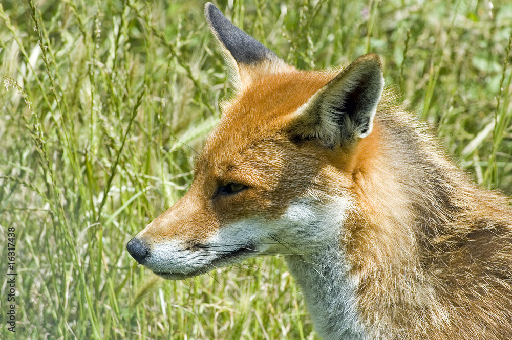 Close up of a Red Fox