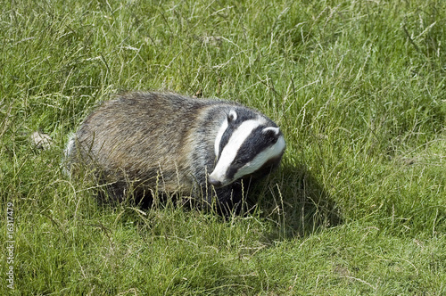 Badger out for an evening stroll