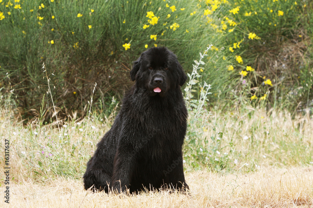Fototapeta premium terre neuve noir assis de face devant les fleurs