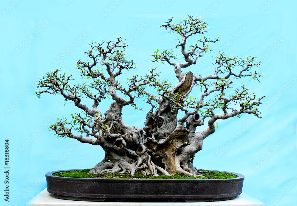 potted landscape potted landscape