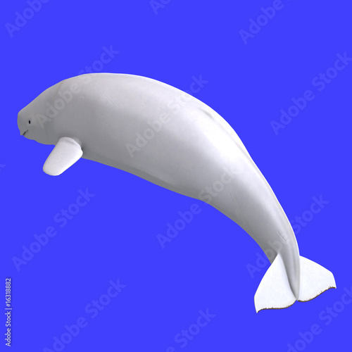 whitle female beluga whale photo