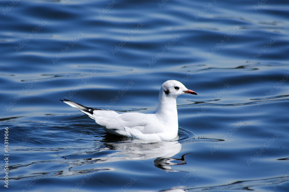 Möwe Möwe