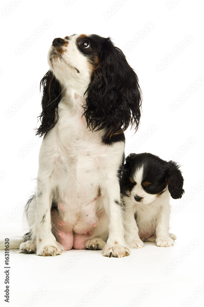King Charles Spaniel dog on a white background with a puppy