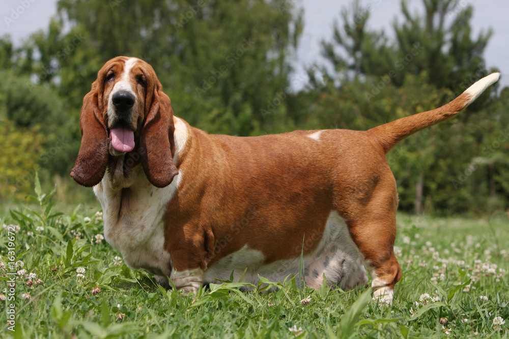 basset hound debout de profil joyeux et fatigué. immobile