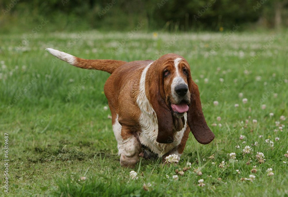 course du basset hound fatigué et épuisé dans le jardin course du basset hound fatigué et épuisé dans le jardin