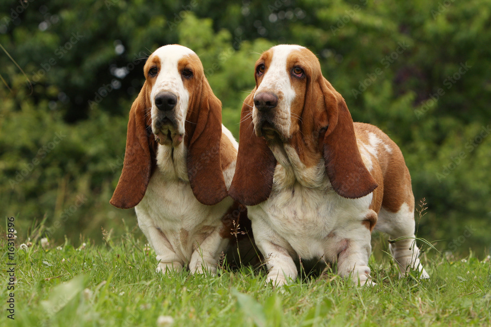 deux basset hound de face debout dans l'herbe.calme,sagesse