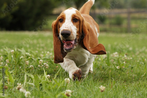 Obraz na płótnie jeune basset hound courant de face en campagne.vitalité w salonie