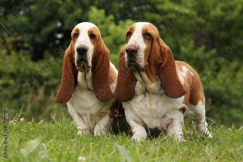 Obraz na płótnie deux basset hound de face debout dans l'herbe.calme,sagesse w salonie