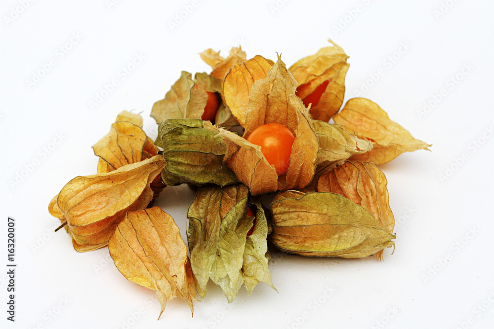Physalis Physalis