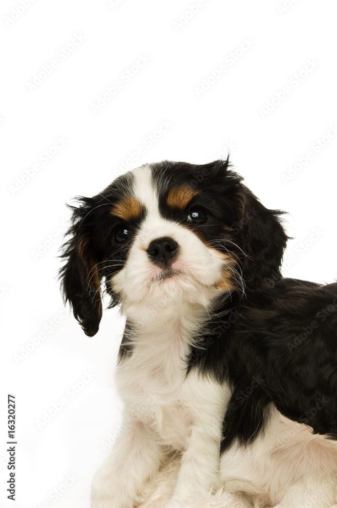 King Charles Spaniel puppy isolated on a white background
