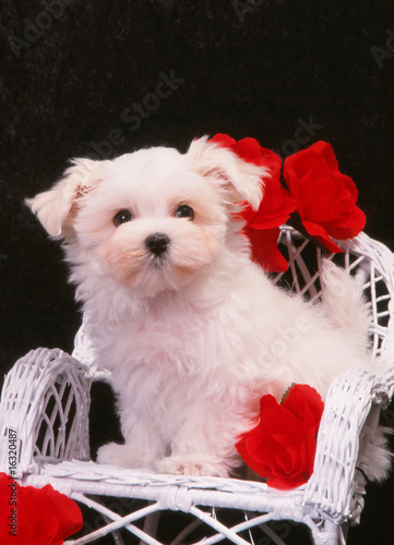 bichon maltais assis sur un fauteuil en osier -romantisme photo