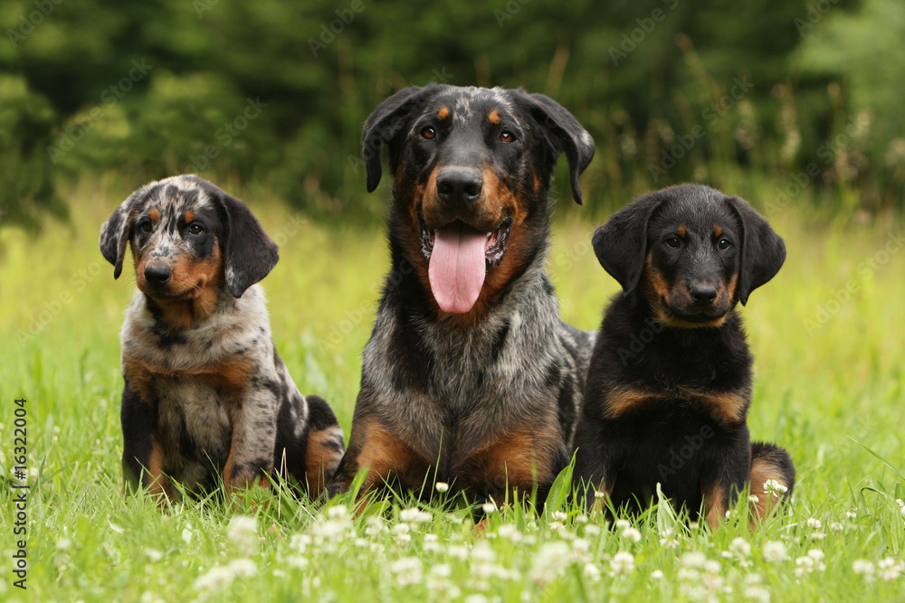 deux chiots beauceron assis de chaque côté de leur mère