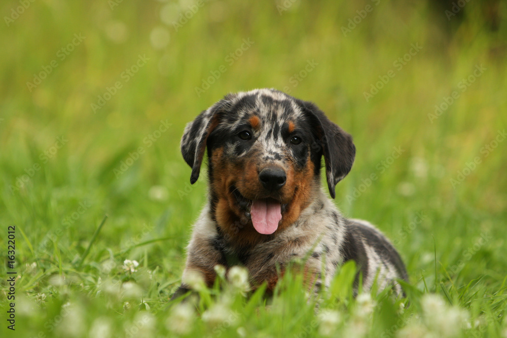 adorable chiot berger de beauce couché seul dans l'herbe adorable chiot berger de beauce couché seul dans l'herbe
