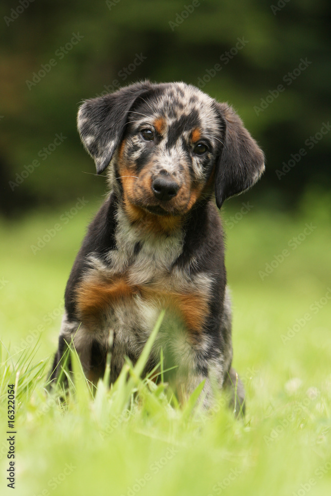 chiot beauceron assis de face seul dans l'herbe interrogatif chiot beauceron assis de face seul dans l'herbe interrogatif