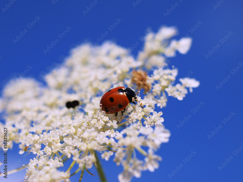 Obraz premium ladybeetle on blossom