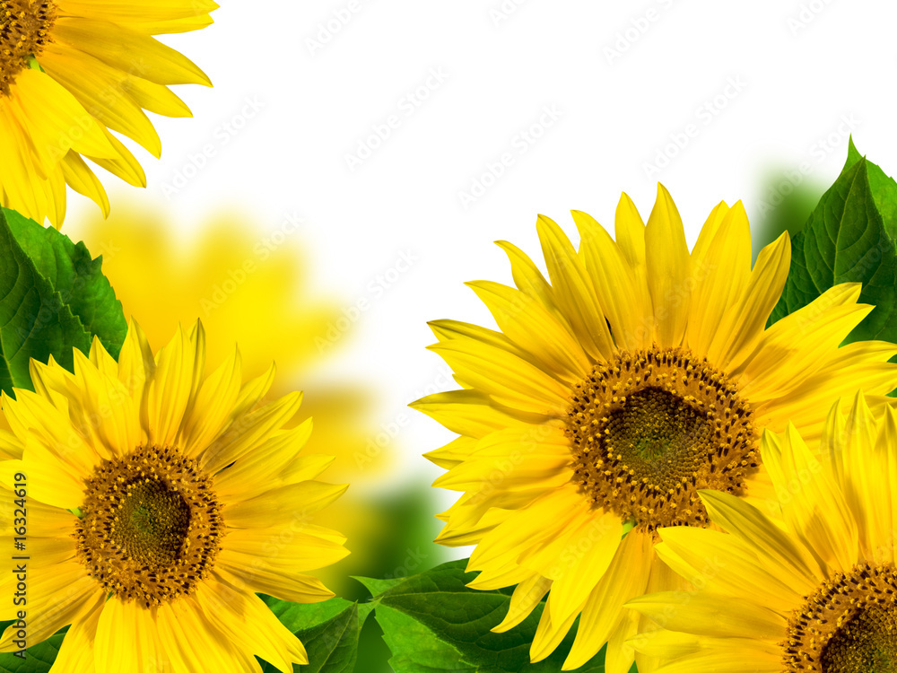 Obraz premium sunflower